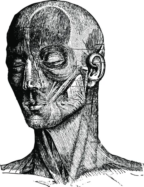 人脸肌肉和契克 古老的雕刻插图 Labarthe博士的 普通医学词典 1885年 — 图库矢量图片