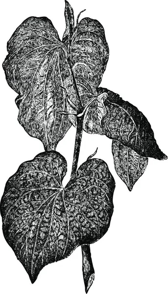 Kava Piper Methysticum Con Foglie Illustrazione Incisa Epoca Dizionario Medicina — Vettoriale Stock