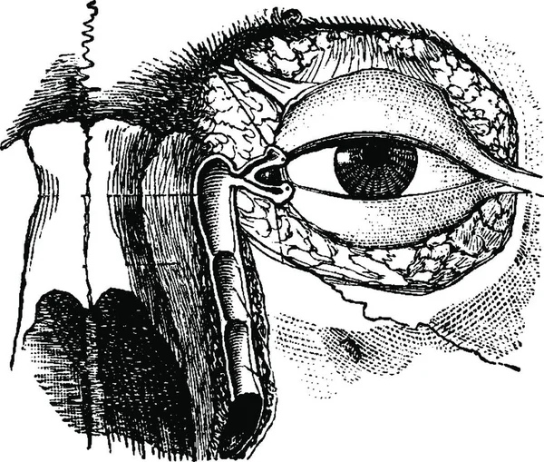 Nasolacrymal Duct Vintage Ανάγλυφη Απεικόνιση Usual Medicine Dictionary Από Τον — Διανυσματικό Αρχείο