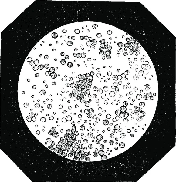Λίπος Σφαίρες Όπως Φαίνεται Κάτω Από Ένα Μικροσκόπιο Vintage Χαραγμένη — Διανυσματικό Αρχείο