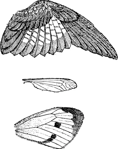 Illustrazione Vettoriale Uno Schizzo Inciso Bianco Nero Uccello — Vettoriale Stock