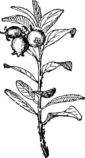 这是有花的植物的一个例子 — 图库矢量图片