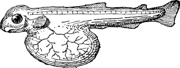 Illustration Einer Gravierten Schildkröte — Stockvektor