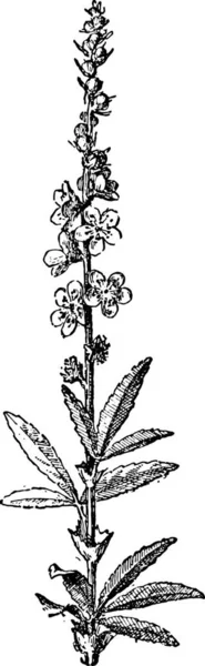 Απεικόνιση Φυτού Μαύρο Φόντο — Διανυσματικό Αρχείο