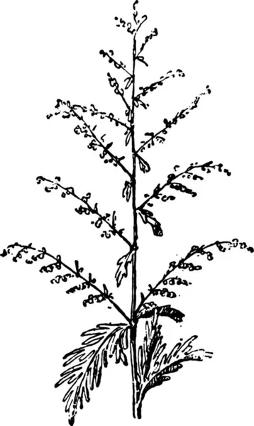 Illustration Vectorielle Une Branche Une Plante — Image vectorielle
