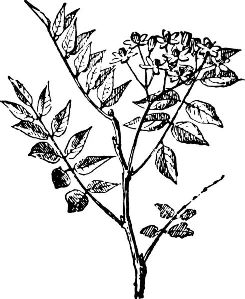 Illustrazione Vettoriale Bianco Nero Ramo Albero — Vettoriale Stock