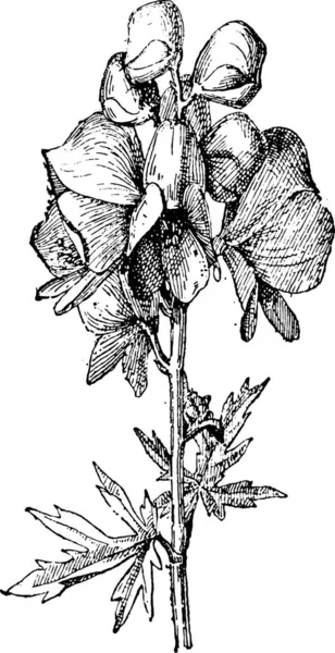 Illustration Einer Pflanze Mit Einer Blume — Stockvektor