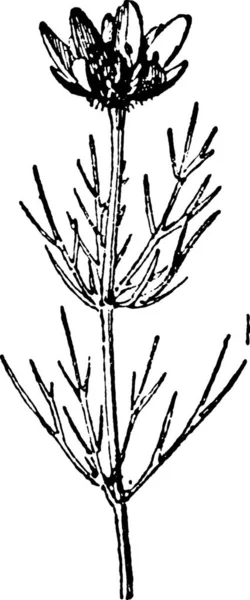 Schwarzweiß Monochrome Darstellung Einer Pflanze — Stockvektor