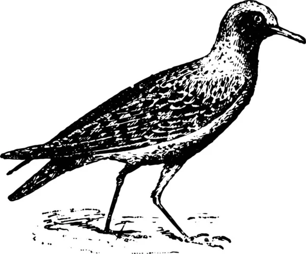 Illustration Old Bird — Stock Vector