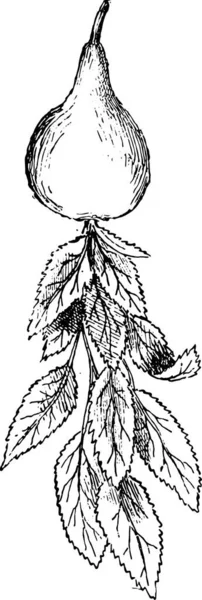 Векторная Иллюстрация Рукописного Наброска Дерева Ветвью Растения — стоковый вектор