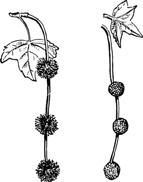 Platanus Eller Flygplan Eller Plana Träd Eller Sycamore Vintage Graverad — Stock vektor