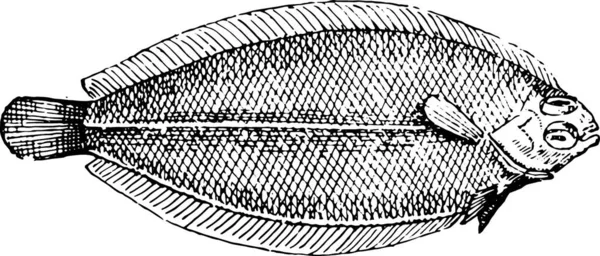 Ilustración Barco Pesquero — Archivo Imágenes Vectoriales