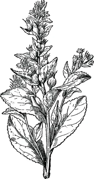 Lobelia Erbaccia Gonfia Asma Barfweed Tabacco Indiano Heaveleaf Pukeweed Retchwort — Vettoriale Stock