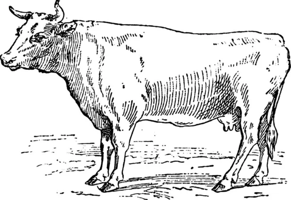 Illustrazione Vettoriale Una Mucca — Vettoriale Stock