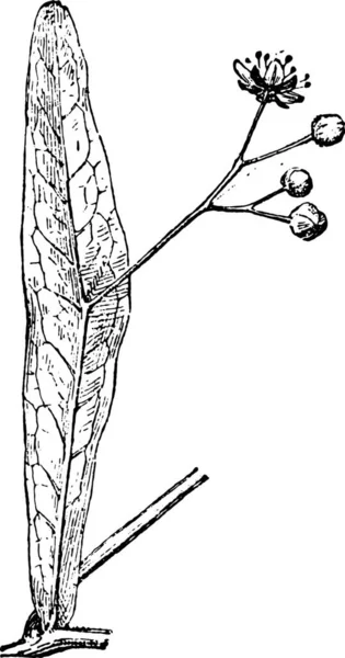 Illustrazione Una Pianta Con Uno Stile Inciso Bianco Nero — Vettoriale Stock