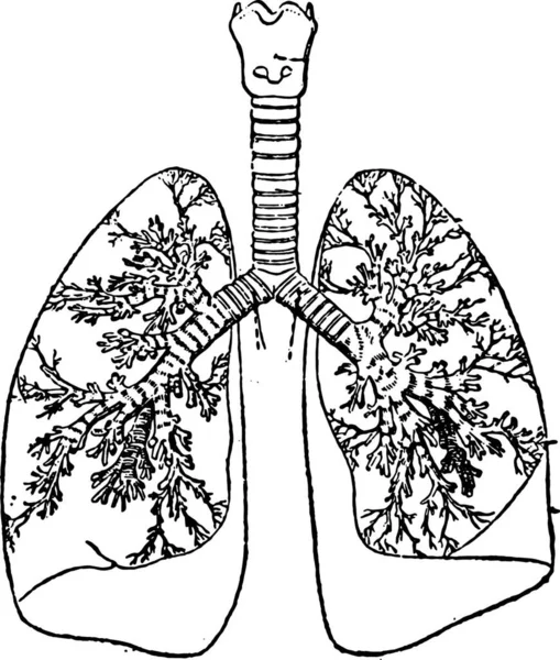 Ilustración Vectorial Los Pulmones Humanos — Archivo Imágenes Vectoriales