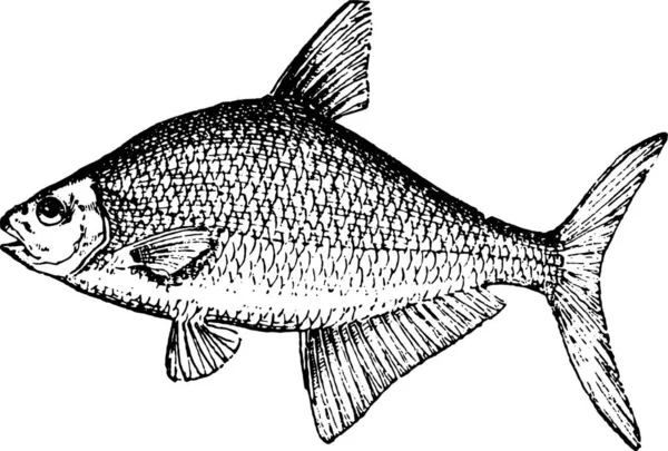 Bream Lub Abramis Brama Vintage Grawerowane Ilustracja Słownik Słów Rzeczy — Wektor stockowy