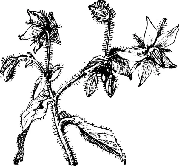 Borragine Starflower Illustrazione Incisa Epoca Dizionario Parole Cose Larive Fleury — Vettoriale Stock