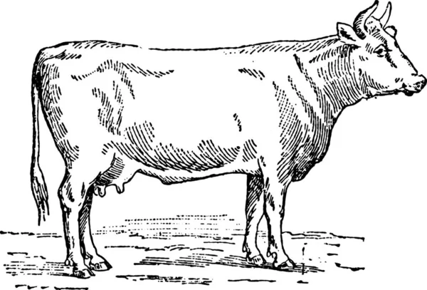 Ručně Kreslená Ilustrace Krávy — Stockový vektor