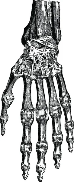 Радиозапястный Сустав Запястные Кости Запястье Кисть Руки Спинной Мозг Винтажная — стоковый вектор