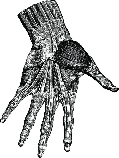 手部肌肉 老式雕刻图解 普通医学词典 Paul Labarthe 1885年 — 图库矢量图片