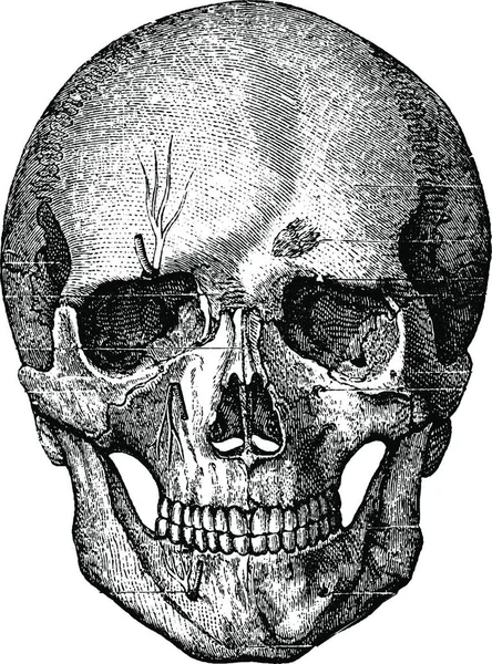 Knochenskelett Des Gesichts Und Des Vorderen Teils Des Schädels Vintage — Stockvektor