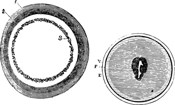 Fig 953 Träningsblastoderm Fig 954 Uppkomst Embryonala Plats Vintage Graverad — Stock vektor