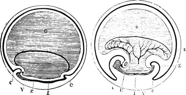955 胚体の端部のカーバチュア図 956 より多くの ヴィンテージ刻まれたイラストを開発したアニミックキャップ 医学雑誌 ポール ラバラ 1885 — ストックベクタ