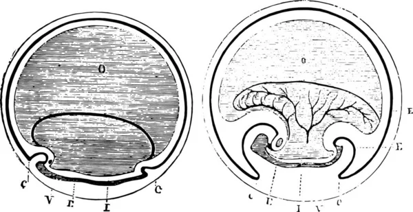 Фіг 955 Кривизна Кінців Ембріонального Тіла Фіг 956 Амніотичні Шапки — стоковий вектор