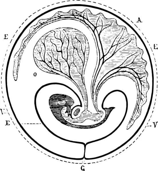 Progresso Della Vescicola Ombelicale Diminuita Allantoica Illustrazione Incisa Vintage Dizionario — Vettoriale Stock