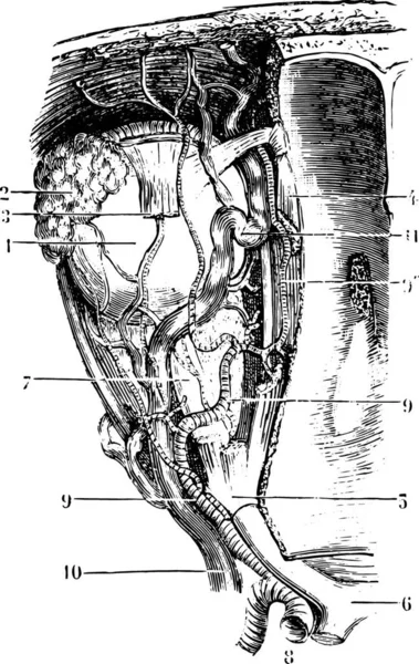 血管和神经的轨道 老式雕刻插图 普通医学词典 Paul Labarthe 1885年 — 图库矢量图片