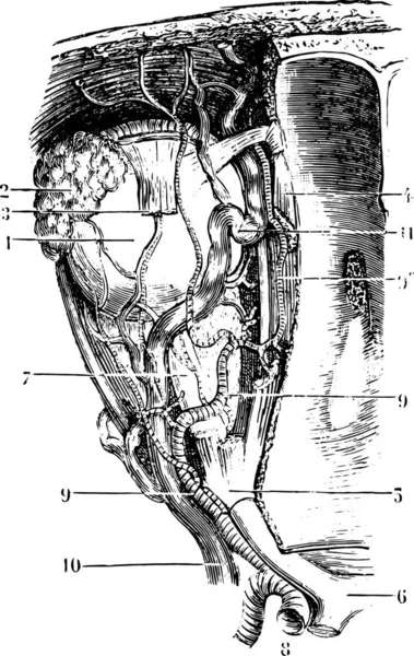 Navi Nervi Dell Orbita Illustrazione Incisa Epoca Dizionario Medicina Solito — Vettoriale Stock