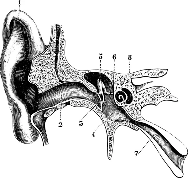 Cross Sectional Schematic Half Hearing Aid Vintage Engraving Illustration Kamus - Stok Vektor