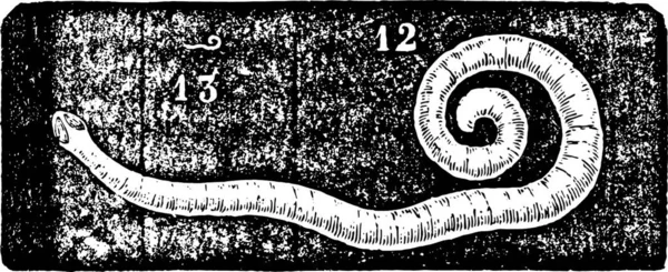 Pinworm Eller Enterobius Eller Threadworm Eller Seatworm Vintage Graverad Illustration — Stock vektor