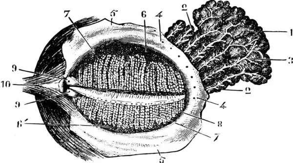 눈꺼풀의 포도를 삽화가 새겨져 Usual Medicine Dictionary Paul Labarthe 1885 — 스톡 벡터