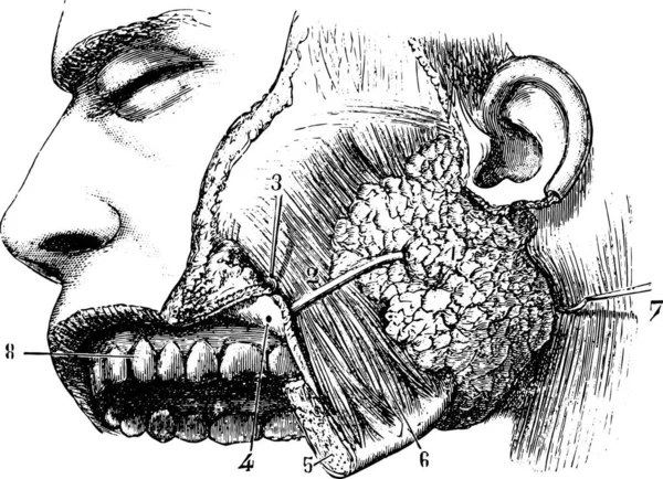 腮腺和导管扁桃体 老式雕刻插图 普通医学词典 Paul Labarthe 1885年 — 图库矢量图片