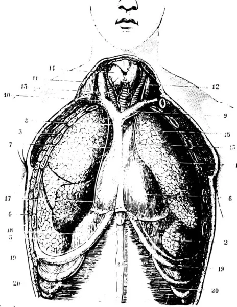 Copa Destino Tiene Área Pecho Mostrar Pericardio Disponible Pleura Pulmones — Vector de stock