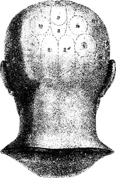 Type Cranial Given Spurzheim Back View Vintage Engraved Illustration Usual — стоковий вектор