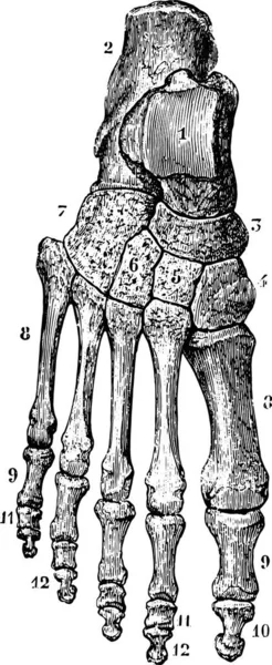 Fußskelett Dorsal Gravierte Illustration Wörterbuch Der Gewöhnlichen Medizin Paul Labarthe — Stockvektor