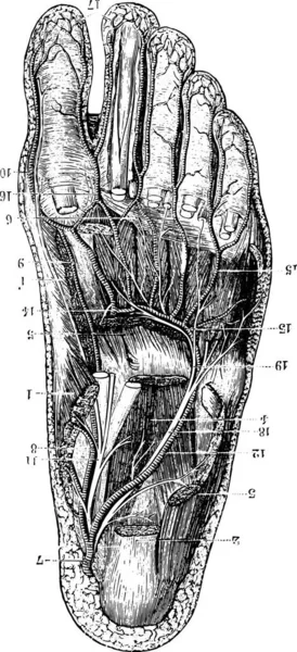 Illustration Eines Menschlichen Skeletts — Stockvektor