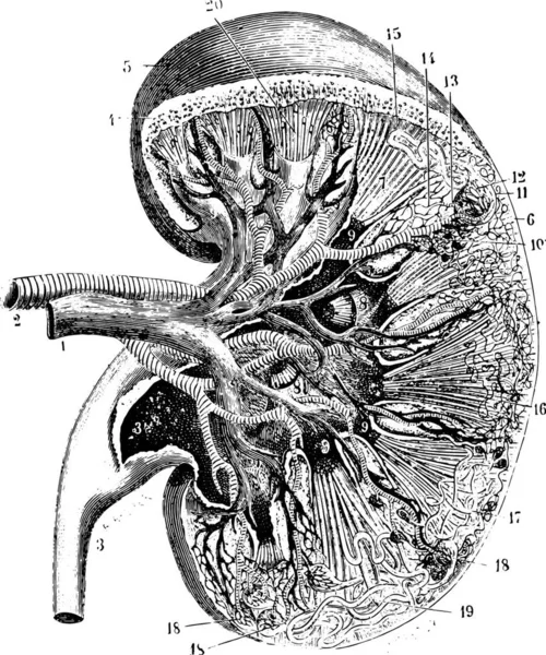 வழக அகர 1885 — ஸ்டாக் வெக்டார்