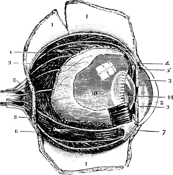 Illustration Ett Fiskefartyg — Stock vektor