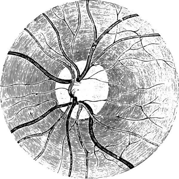 Etrafını Çevreleyen Temiz Bir Alana Sahip Retina Papillası Eski Oyma — Stok Vektör