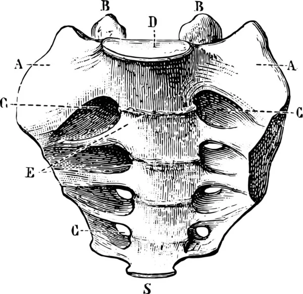 萨朗姆酒的正面是古老的雕刻图解Labarthe博士的 普通医学词典 1885年 — 图库矢量图片