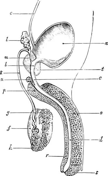 男人的生殖器和泌尿道 古老的雕刻插图 Labarthe博士的 普通医学词典 1885年 — 图库矢量图片