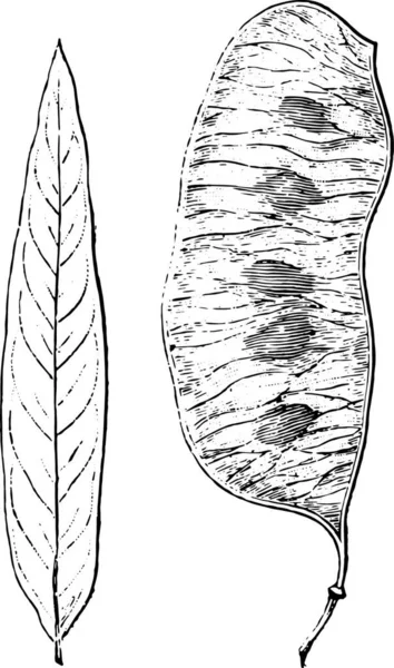 Векторна Ілюстрація Рослини — стоковий вектор
