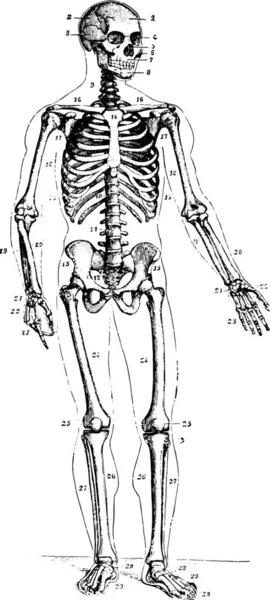 Illustration Skeleton Old Man — Stock Vector