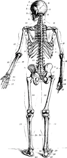 Illustration Squelette Vieil Homme — Image vectorielle