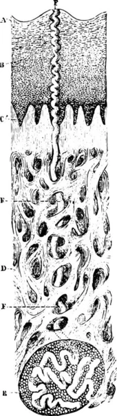 Κάθετη Τομή Του Δέρματος Μικροσκόπιο Άποψη Vintage Χαραγμένη Εικόνα Usual — Διανυσματικό Αρχείο
