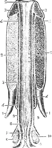 Canal Uretra Abierto Parte Superior Extendido Ilustración Grabada Vintage Diccionario — Archivo Imágenes Vectoriales